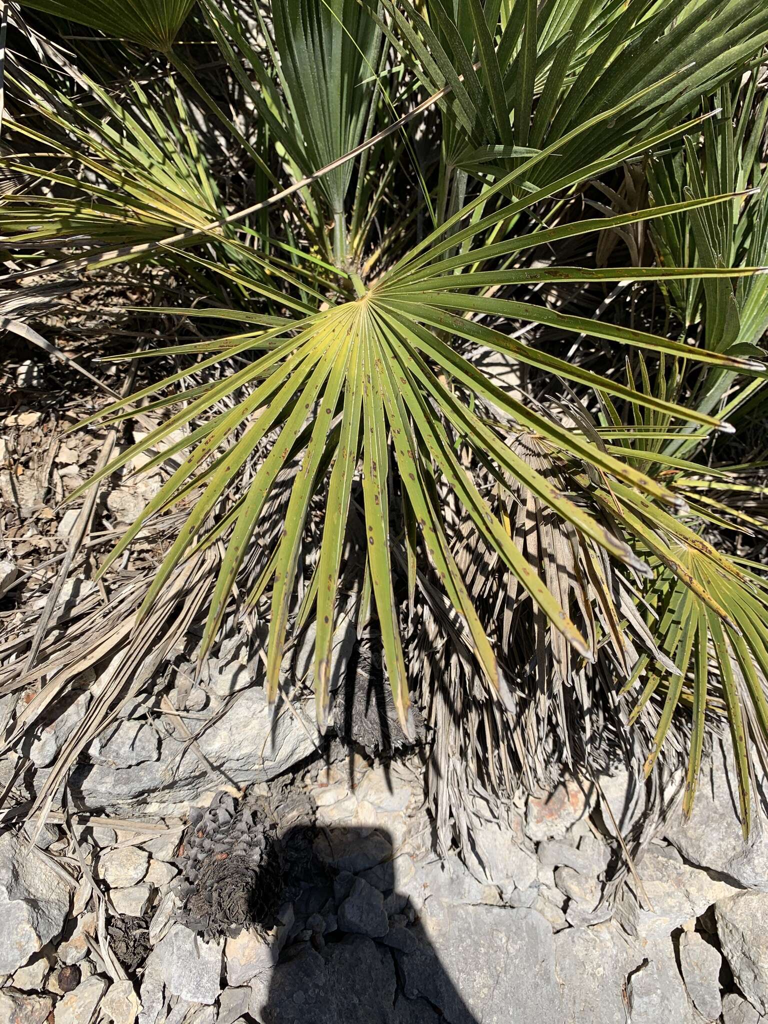 Image of fan palm