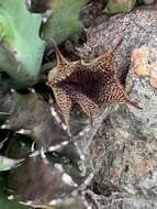 Image de Ceropegia stapelioides (Schltr.) Bruyns