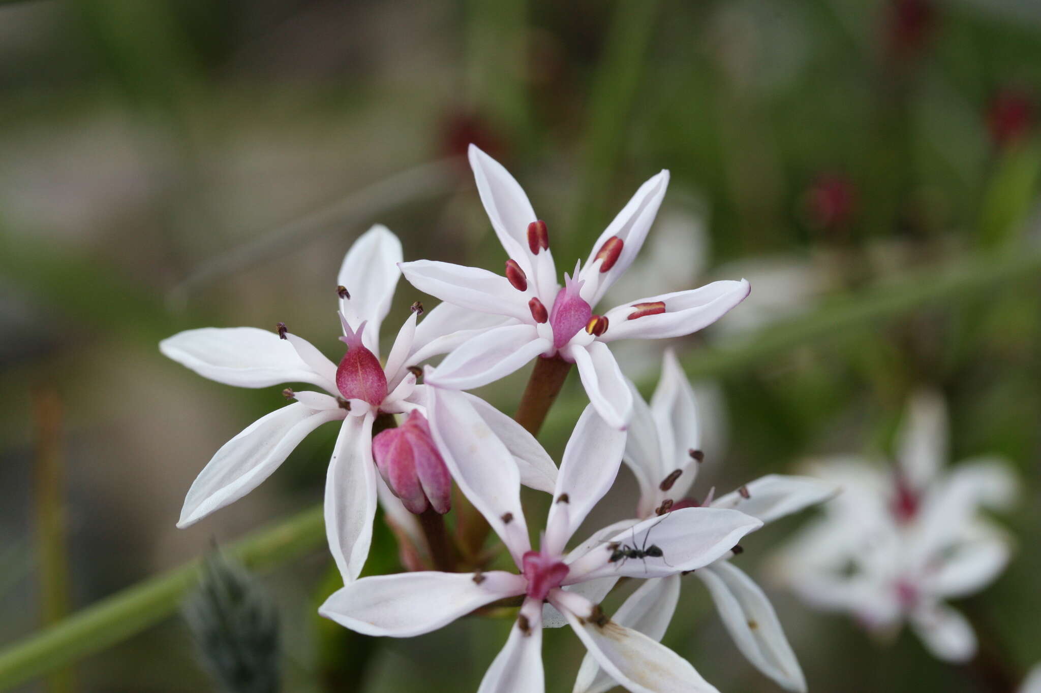 Image of Burchardia multiflora Lindl.