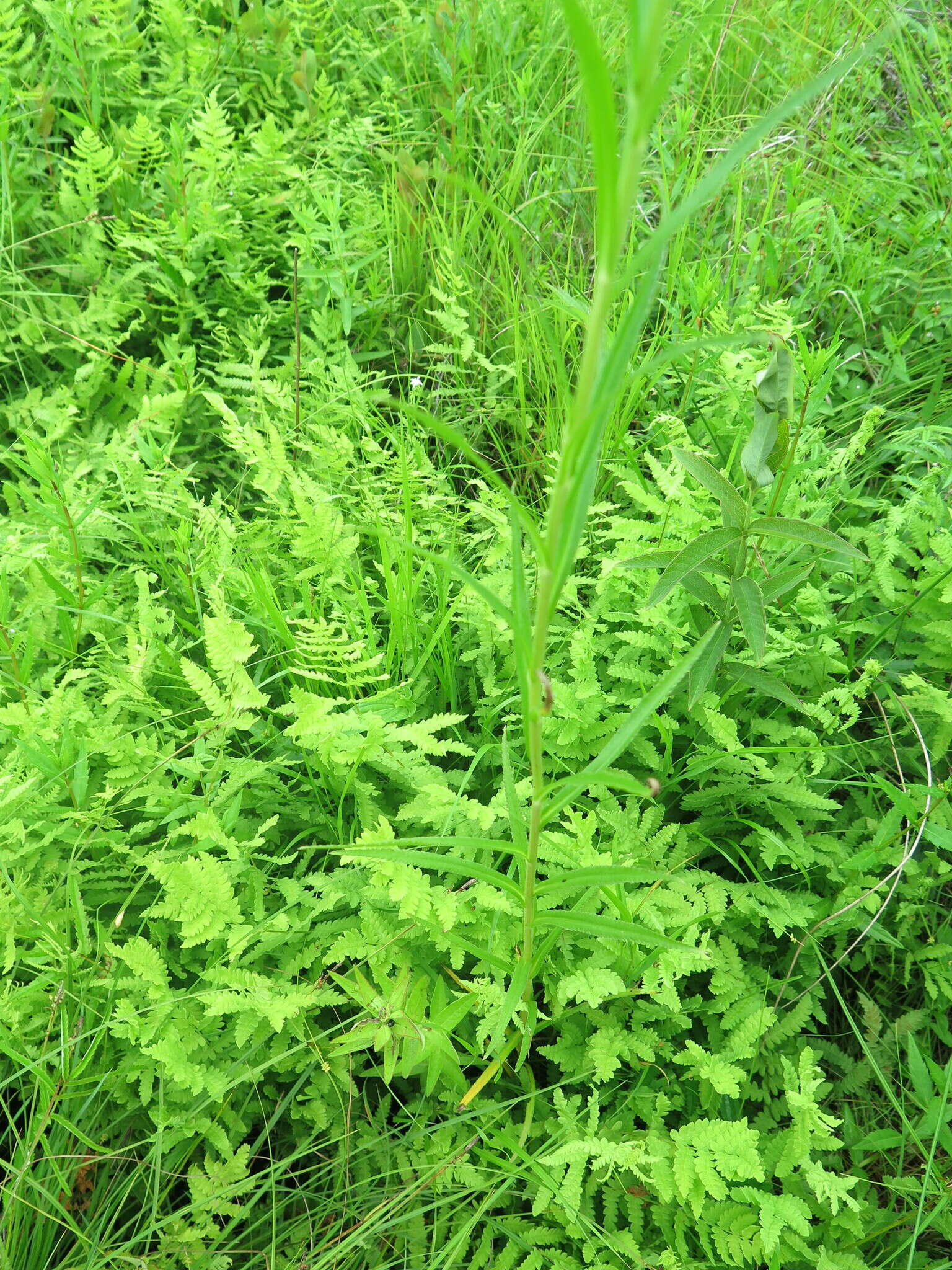 Sivun Achillea acuminata (Ledeb.) Sch. Bip. kuva