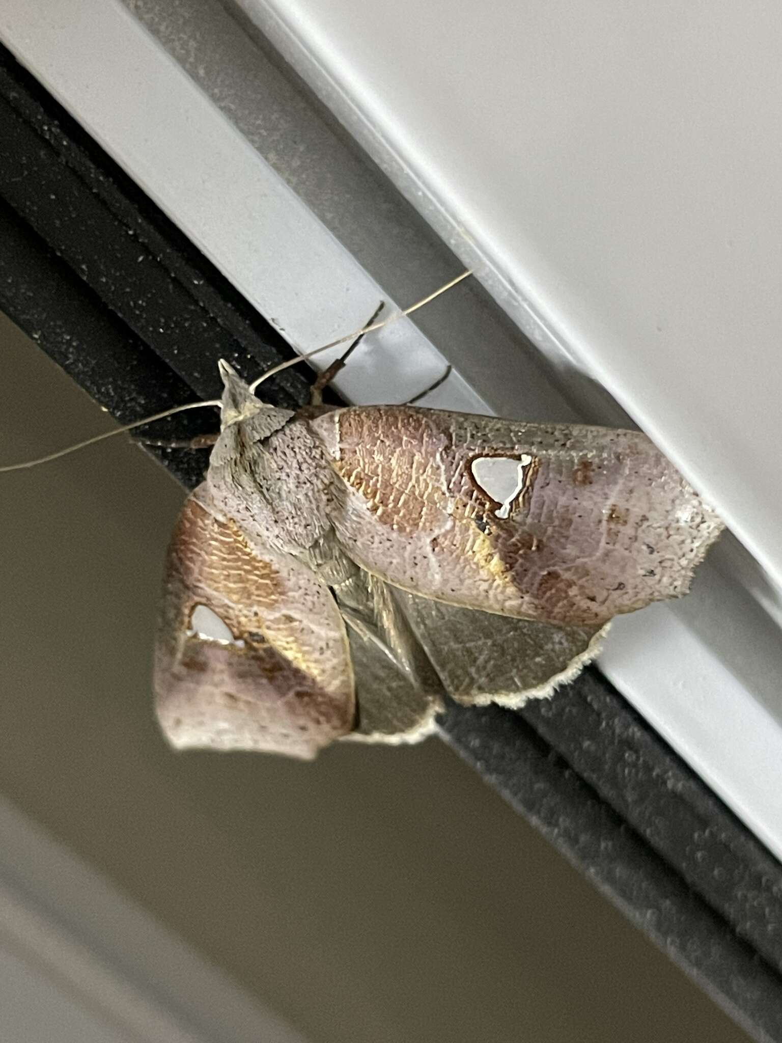 Image of Pterogonia cardinalis Holloway 1976