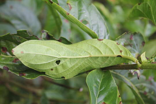 Image of Dioicodendron