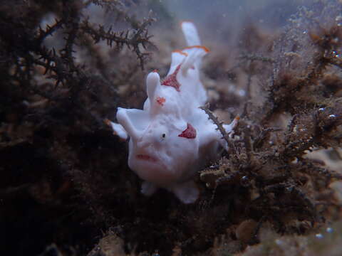 Image of Wartskin anglerfish