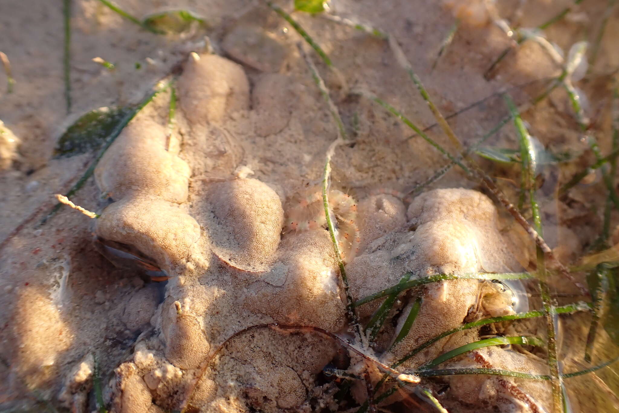 Image of Ascidian