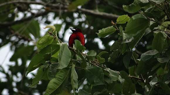 Image of Crimson-backed Tanager