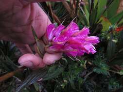 Image of Elleanthus maculatus (Lindl.) Rchb. fil.