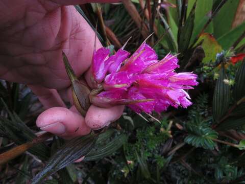 Imagem de Elleanthus maculatus (Lindl.) Rchb. fil.