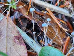 Image of Marasmiellus filopes (Peck) Redhead 1980