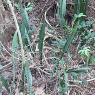 Image of viper's bowstring hemp