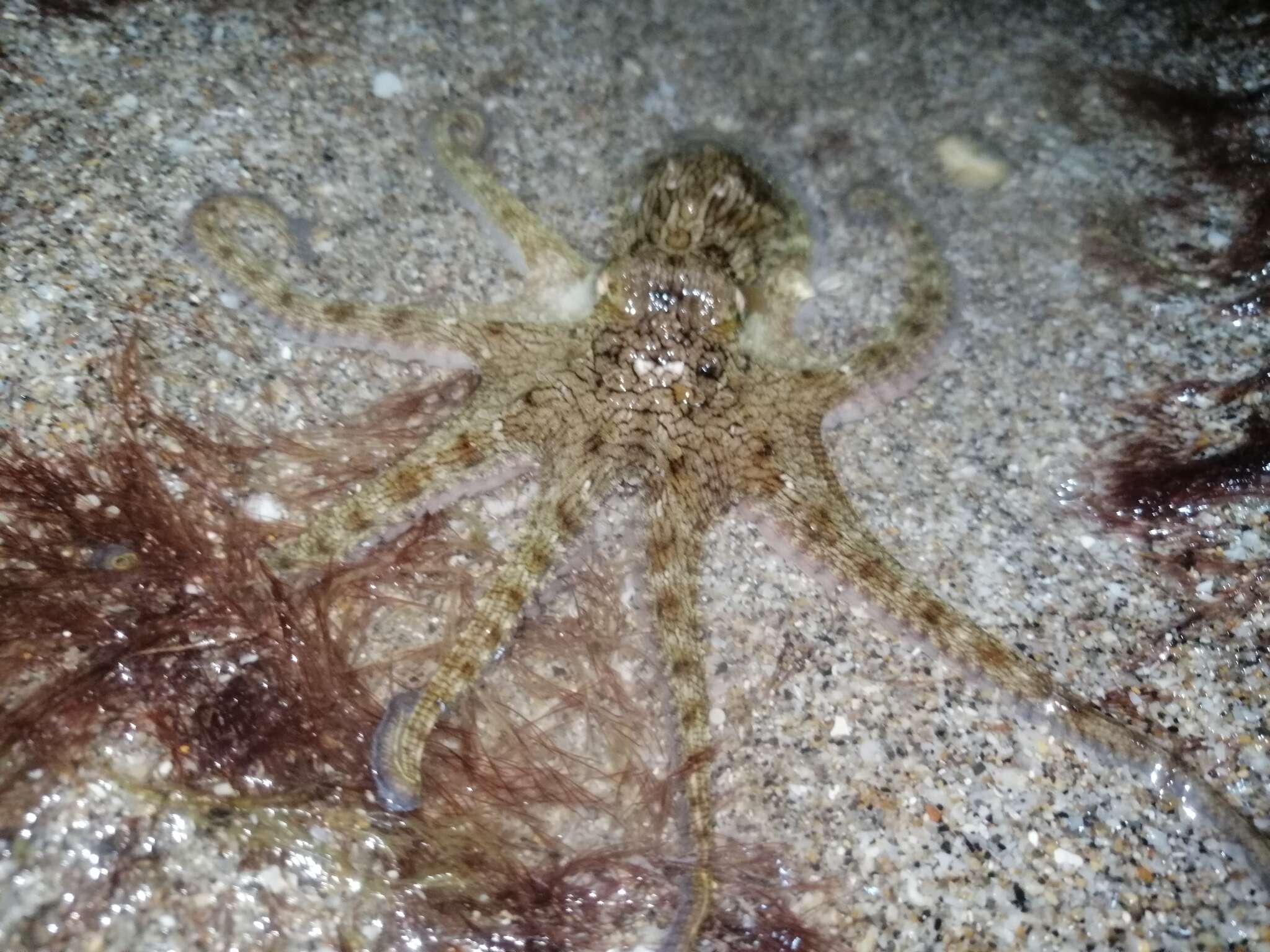 Octopus joubini Robson 1929 resmi
