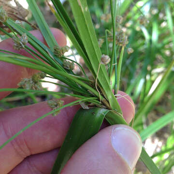 Imagem de Scirpus microcarpus J. Presl & C. Presl