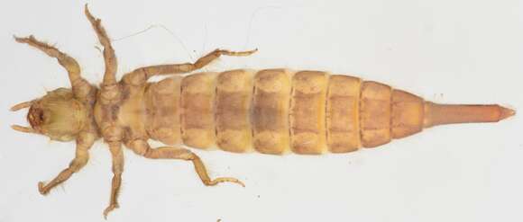 صورة Phyllogomphus selysi Schouteden 1933