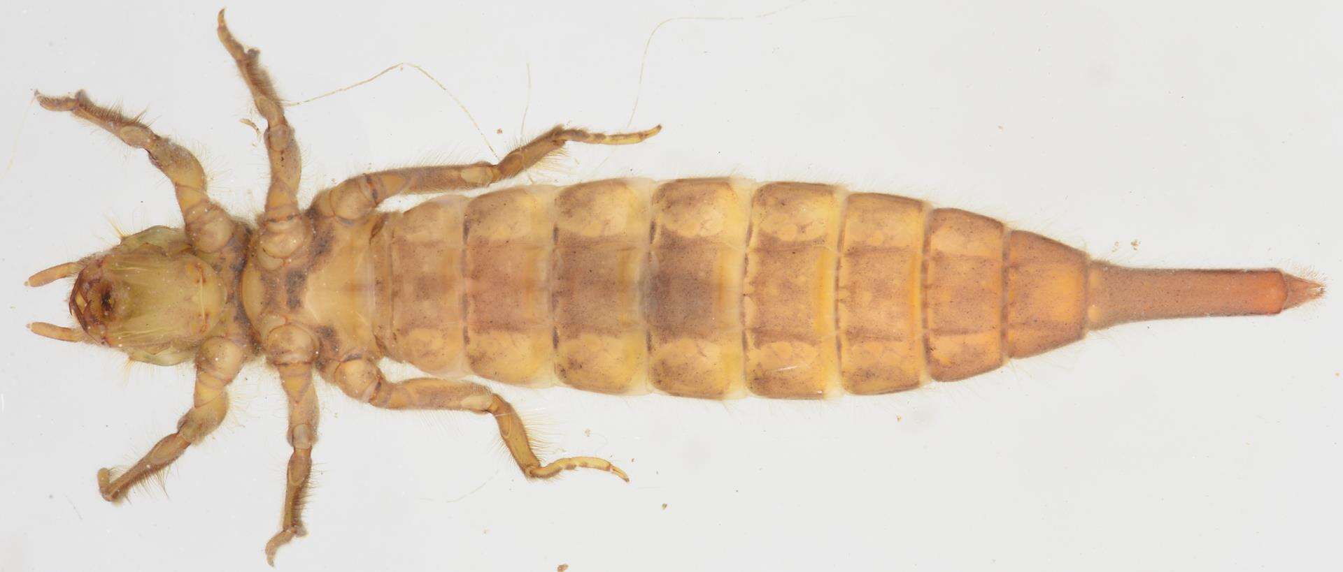Imagem de Phyllogomphus selysi Schouteden 1933