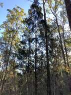 Image of Bailey's Cypress Pine