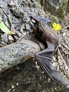 Image of broad-eared bat
