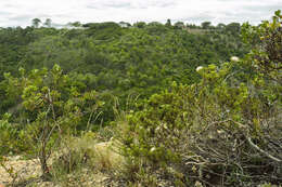 Image of Agathosma gonaquensis Eckl. & Zeyh.