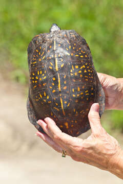 Image of Gulf Coast box turtle