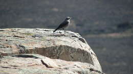 Image of Karoo Chat