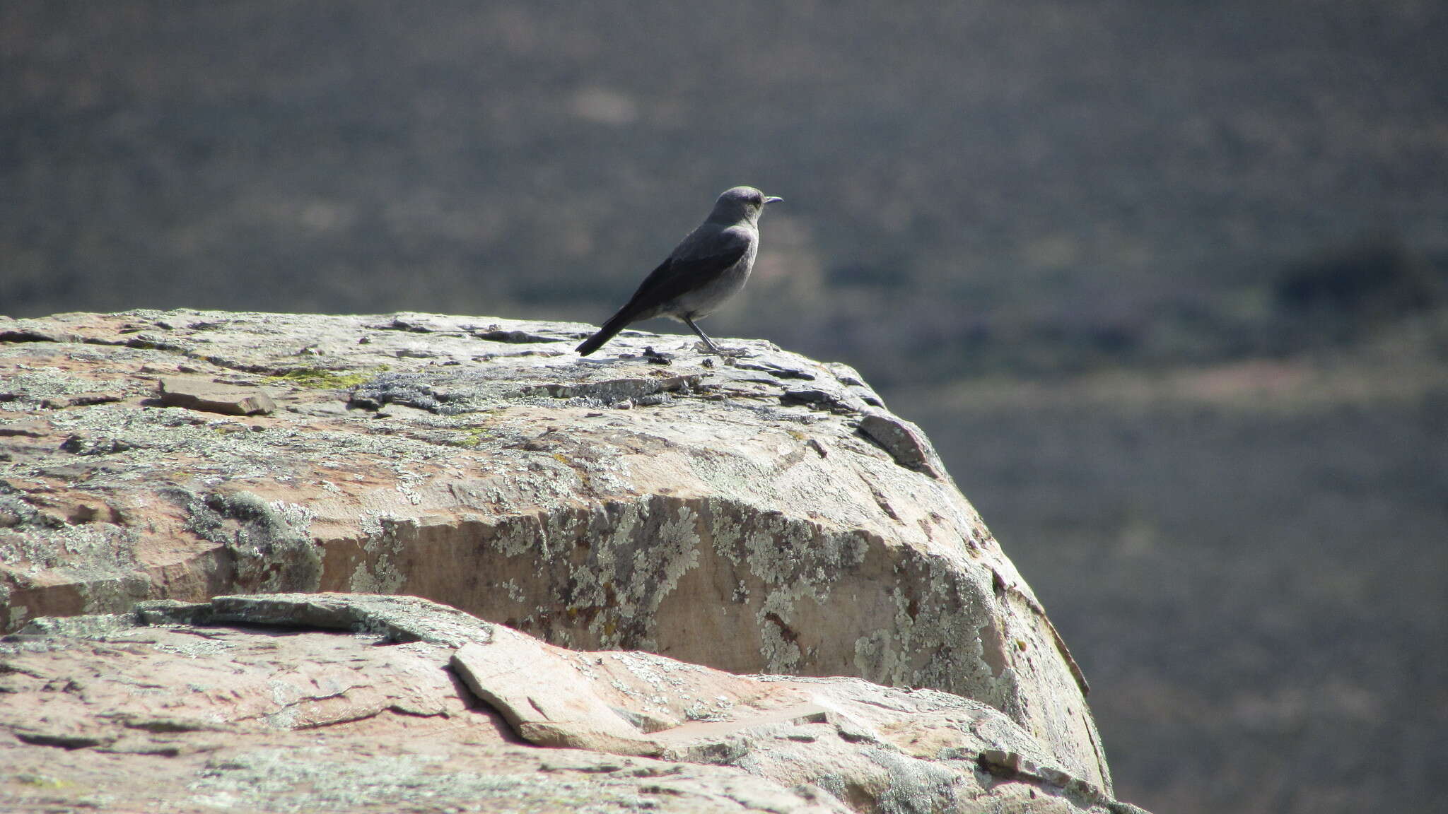 Image of Karoo Chat