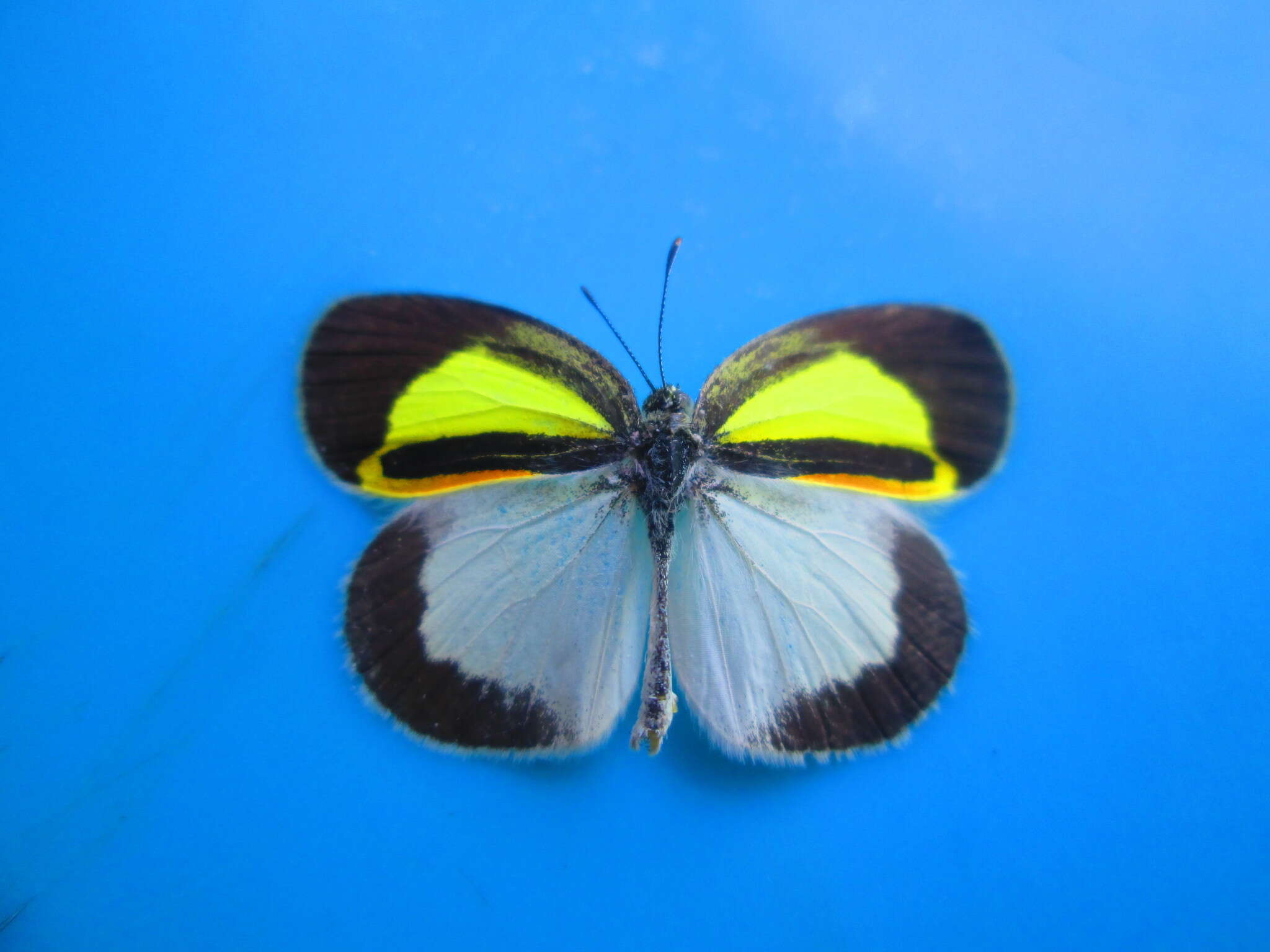 Image of Eurema elathea (Cramer (1777))