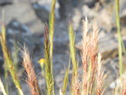 Image of Aristida minutiflora Caro