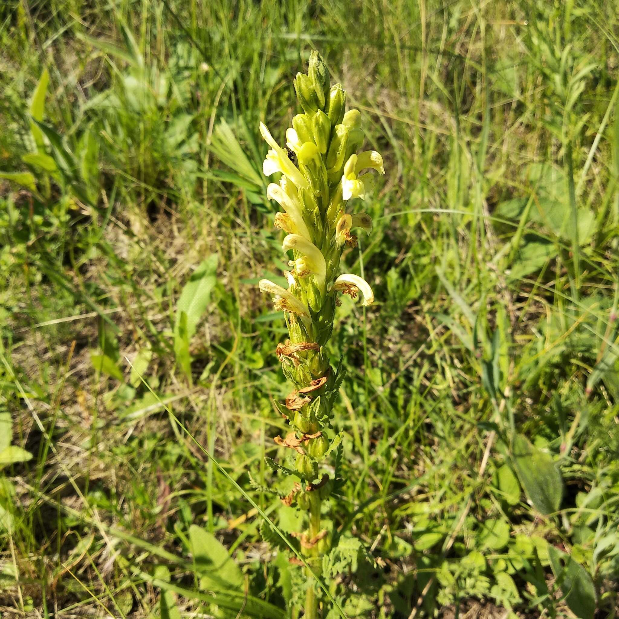 Image of Pedicularis kaufmannii Pinzger