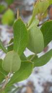 Image of dwarf huckleberry