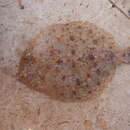 Image of Twospot Flounder