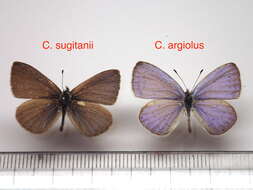 Image of <i>Celastrina <i>sugitanii</i></i> sugitanii