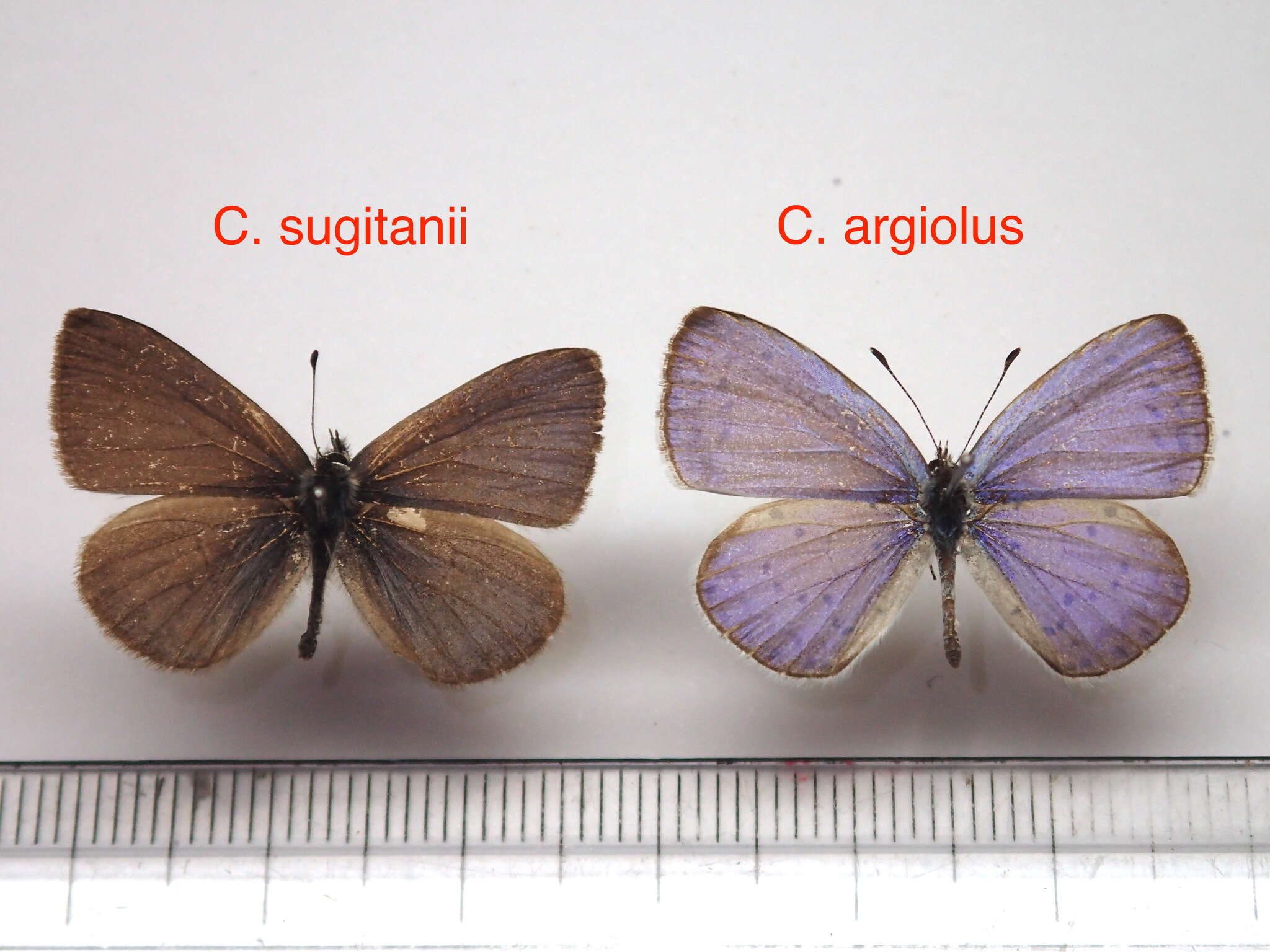 Image of <i>Celastrina <i>sugitanii</i></i> sugitanii