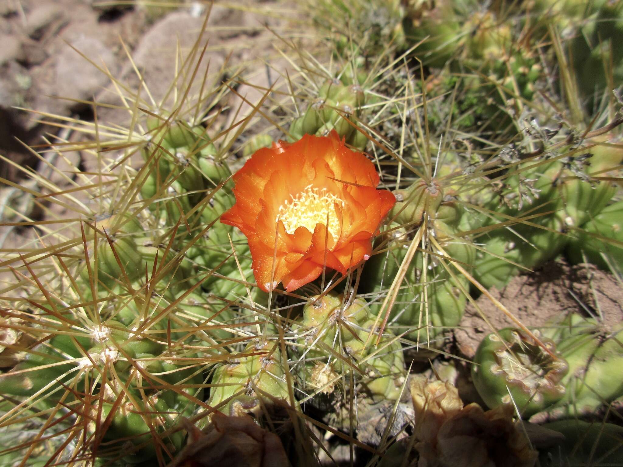 Image of Cumulopuntia boliviana subsp. dactylifera (Vaupel) D. R. Hunt