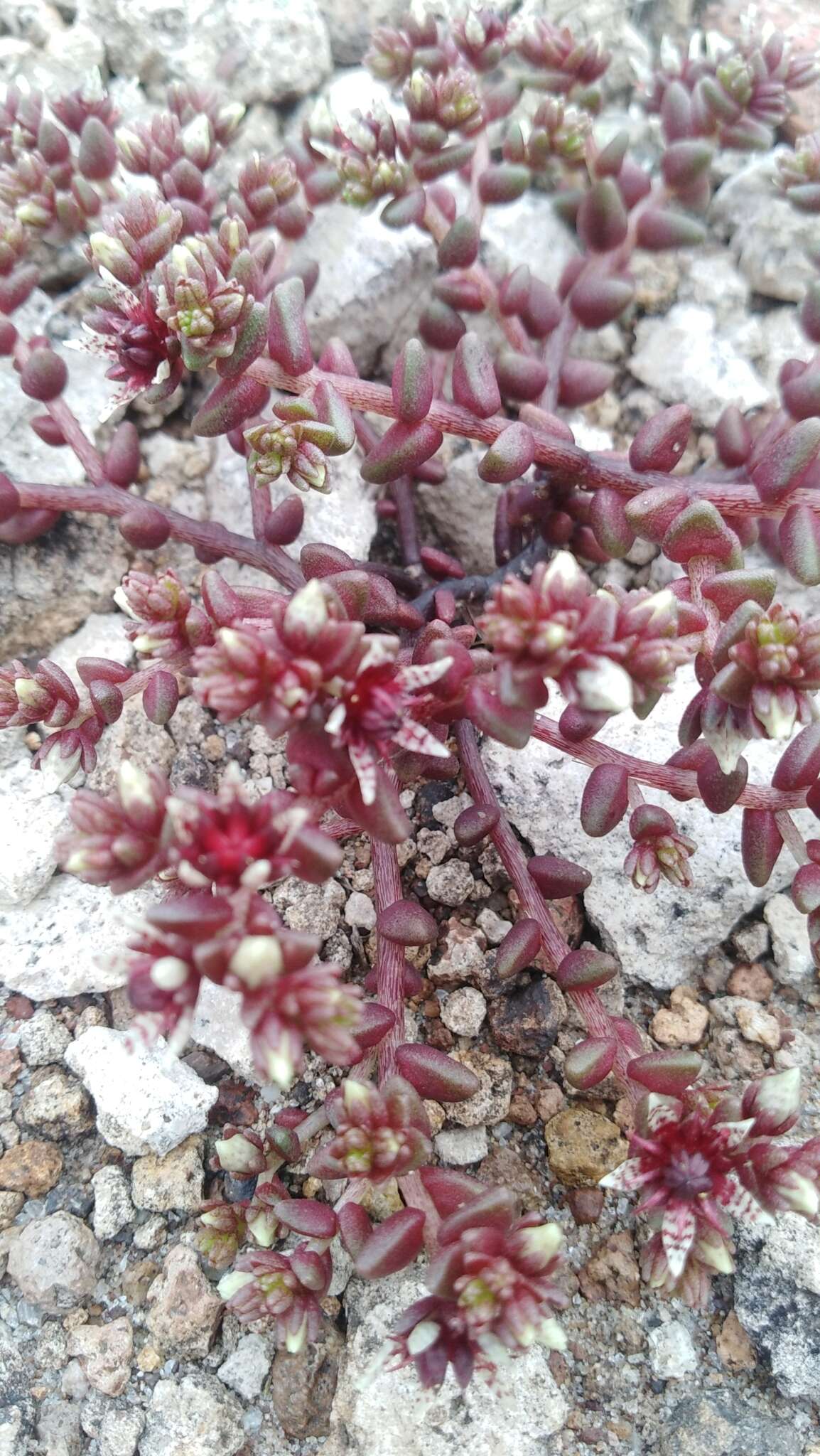 Image de Sedum vinicolor S. Wats.