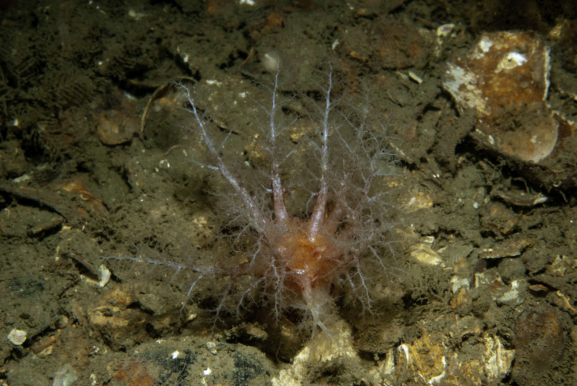 Image of Drummond's sea cucumber