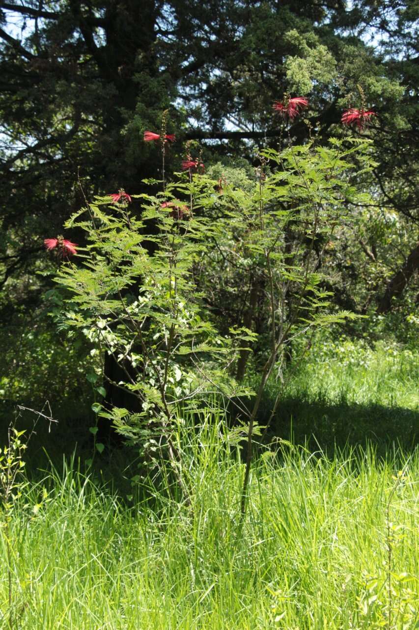 Imagem de Calliandra houstoniana var. anomala (Kunth) Barneby