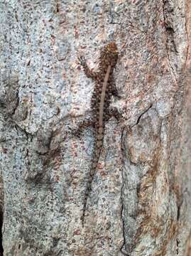 Image of Mysore Day Gecko