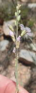 Image of Heliophila glauca Burch. ex DC.