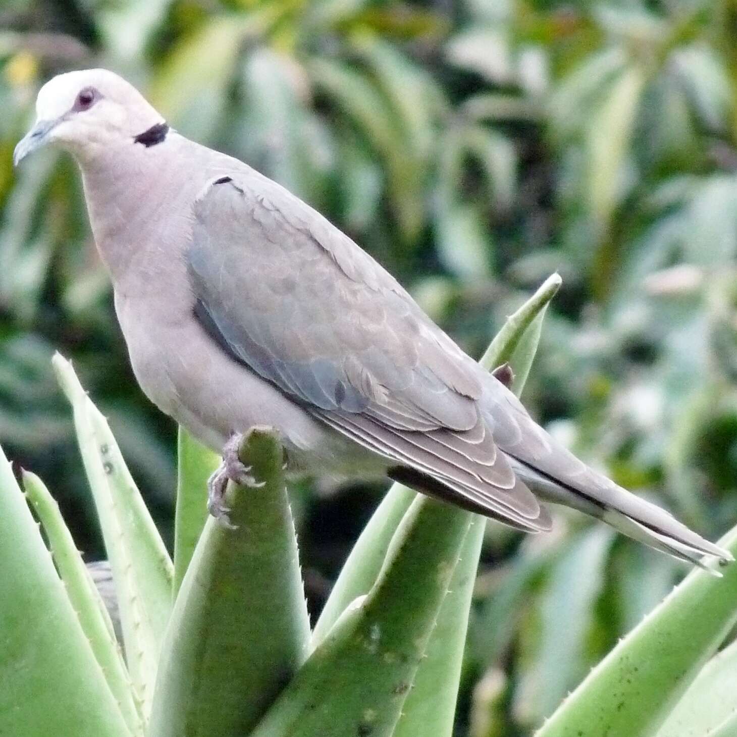 Image of Red-eyed Dove