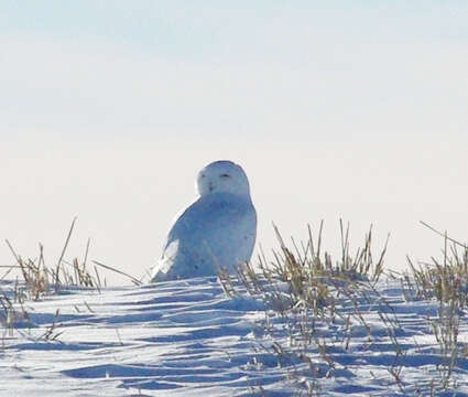 Image of Snowy Owl