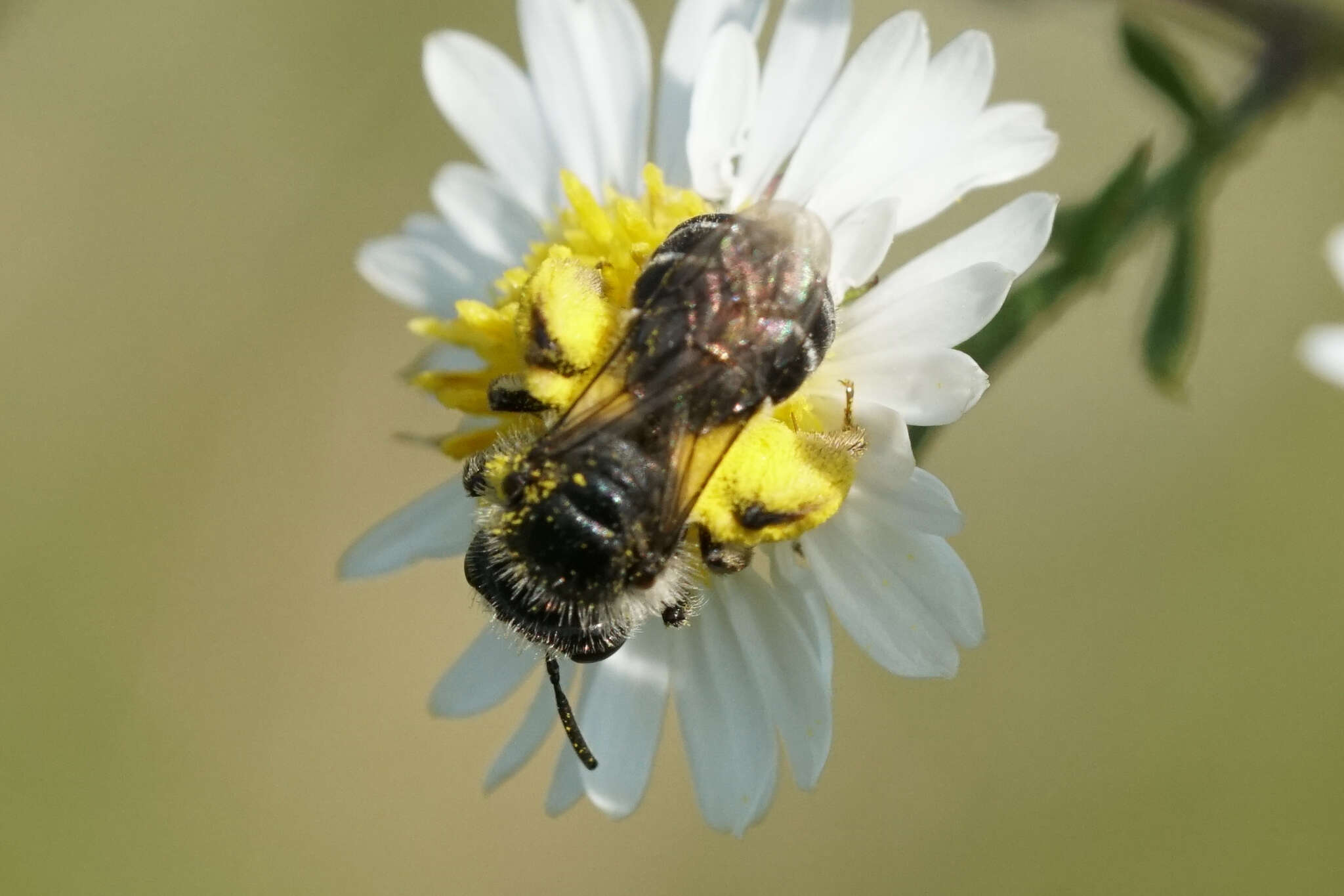 Image of Callandrena Cockerell 1898