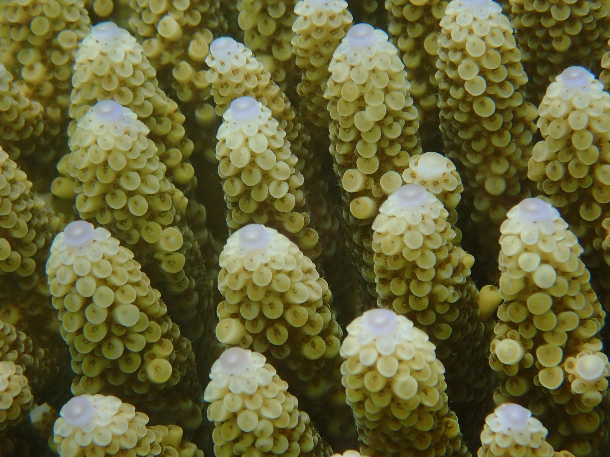 Image of Acropora gemmifera (Brook 1892)