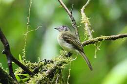 Image of Slaty-capped Flycatcher