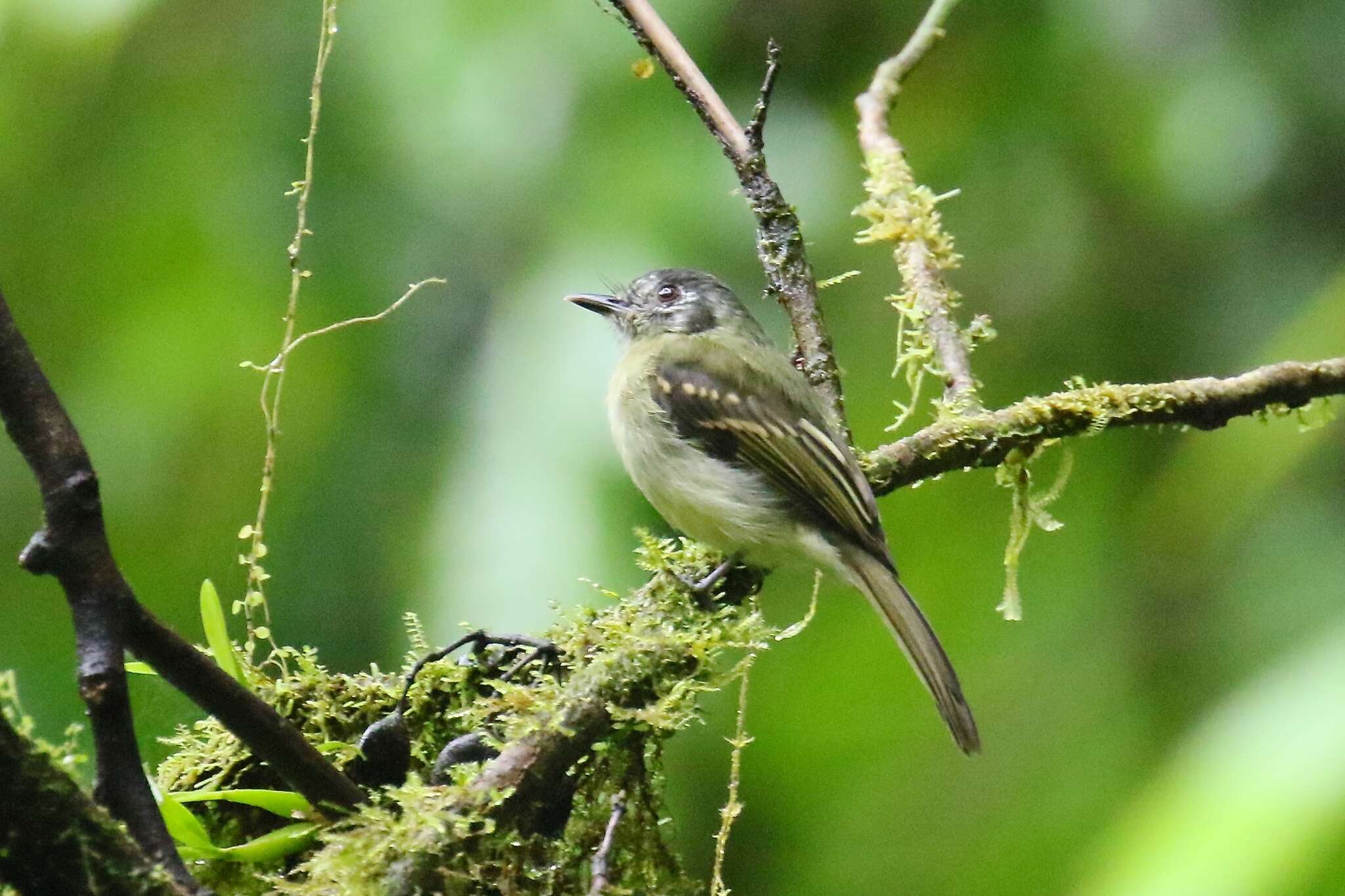 Plancia ëd Leptopogon superciliaris Tschudi 1844