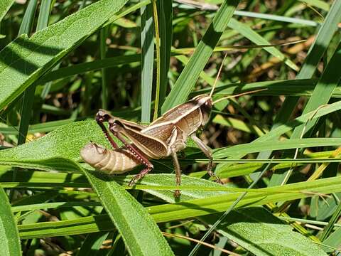 Слика од Paratylotropidia brunneri Scudder & S. H. 1897