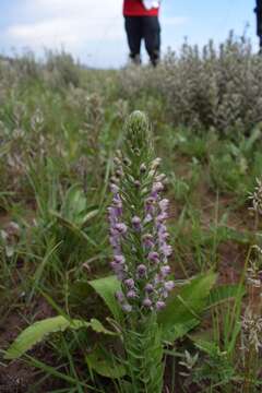 Image de Brachycorythis pubescens Harv.