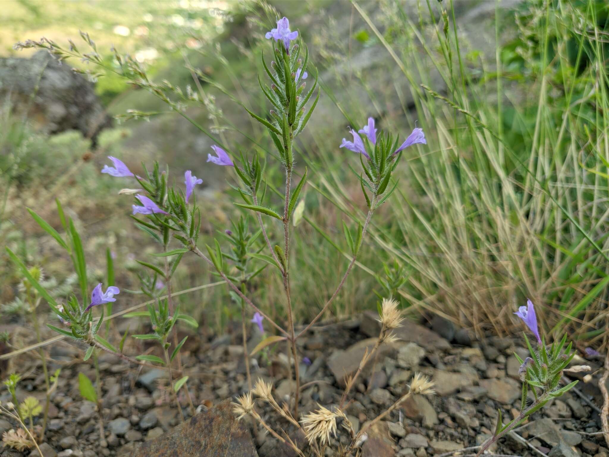 Image of Ziziphora taurica M. Bieb.