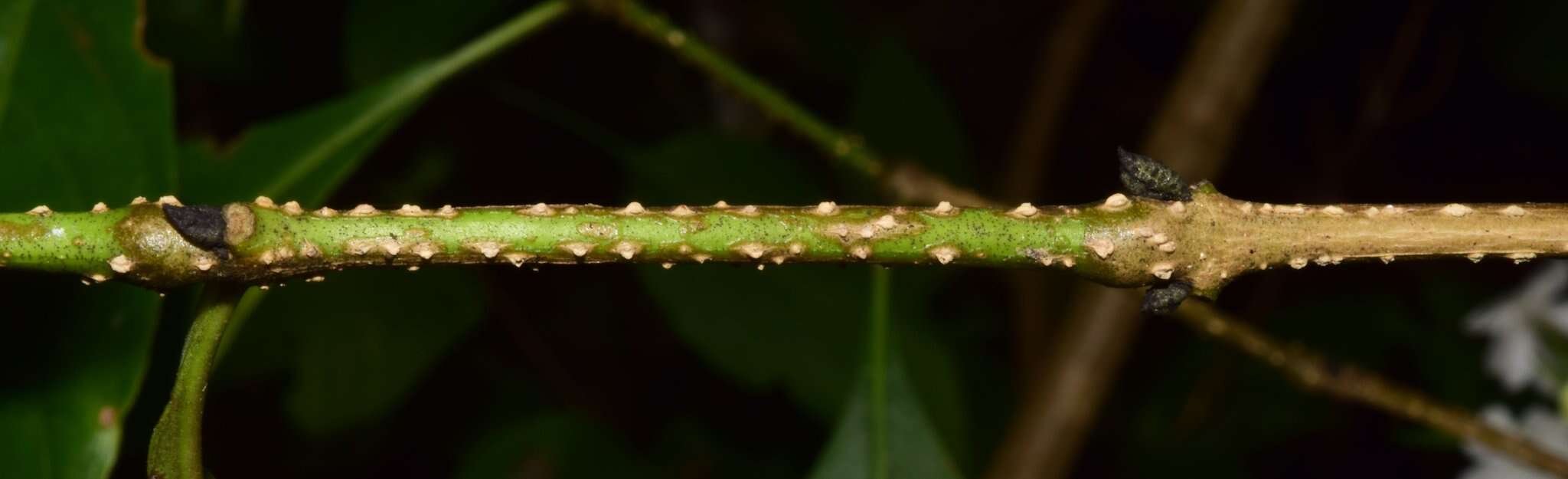 Sivun Ruellia foetida Humb. & Bonpl. ex Willd. kuva