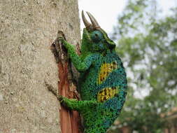 Image of Johnston's Chameleon