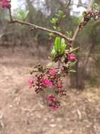 Слика од Talinella grevei subsp. grevei