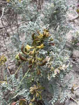 Image de Astragalus nevinii A. Gray ex Lyon