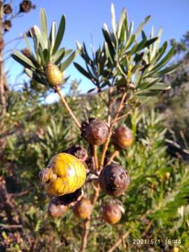 Imagem de Leucadendron macowanii Phillips